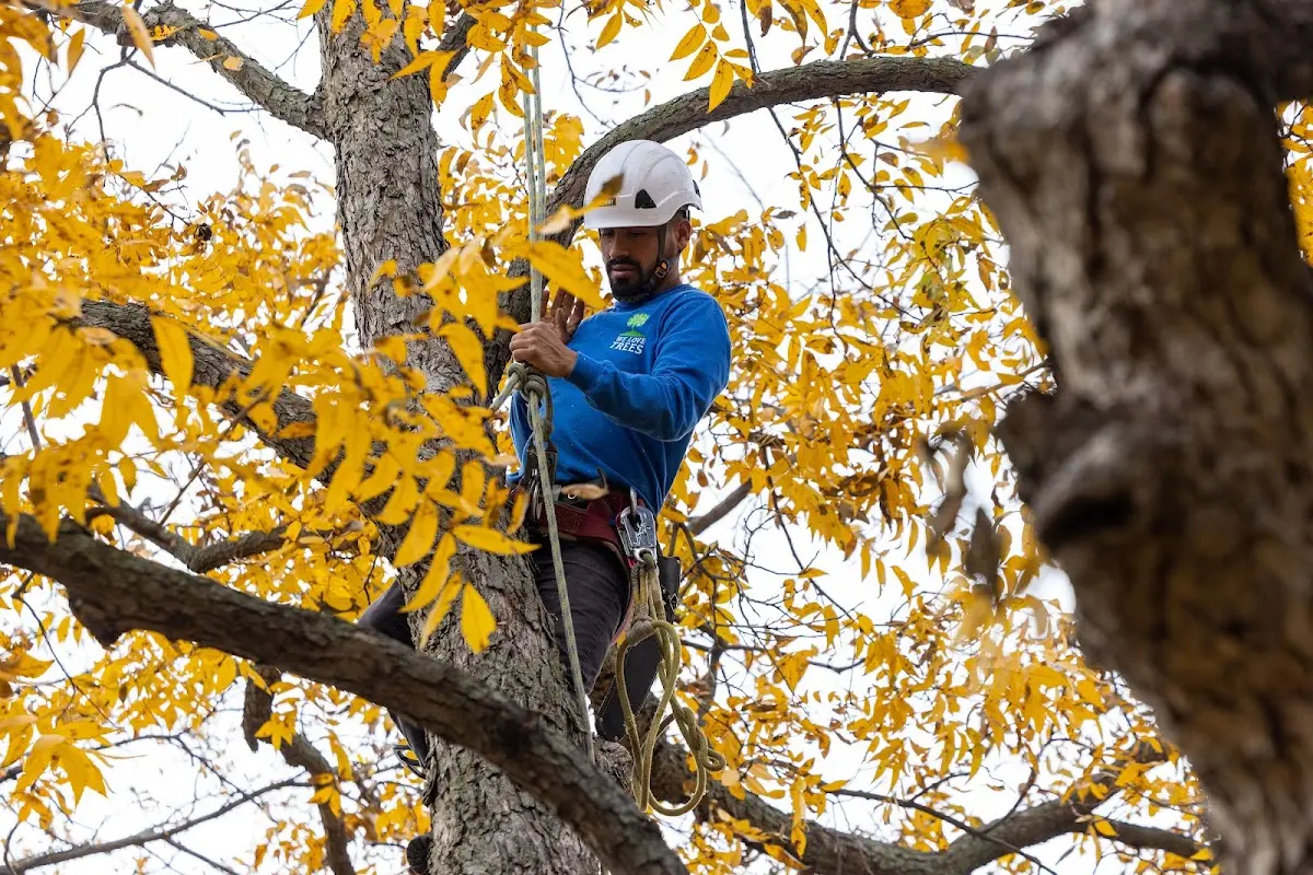 Skilled Storm Damage Cleanup crew working in Oakwood