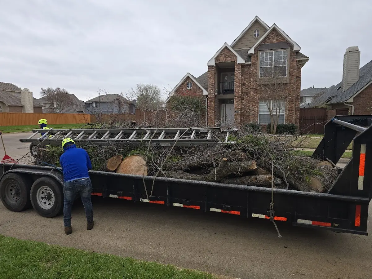 Expert Tree Pest Control with proper safety equipment in Oakwood